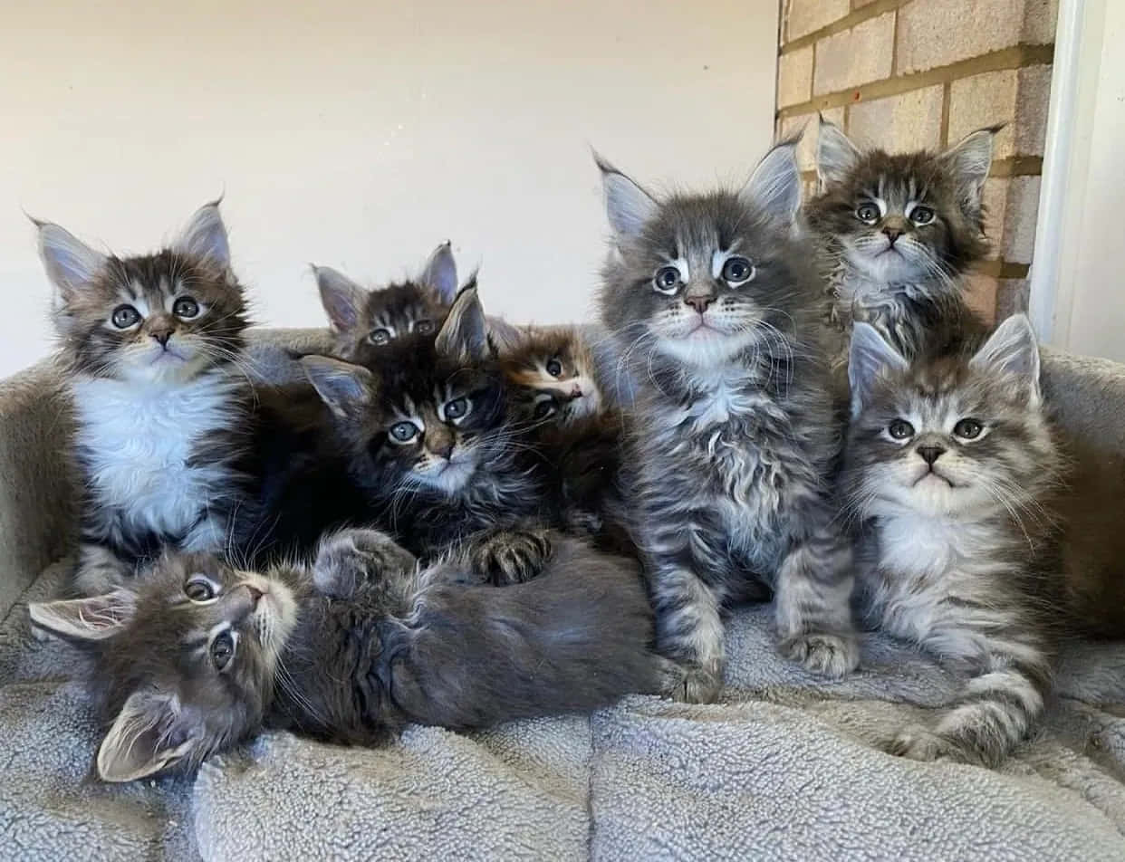 A Group Of Grey Kittens Sitting On A Bed