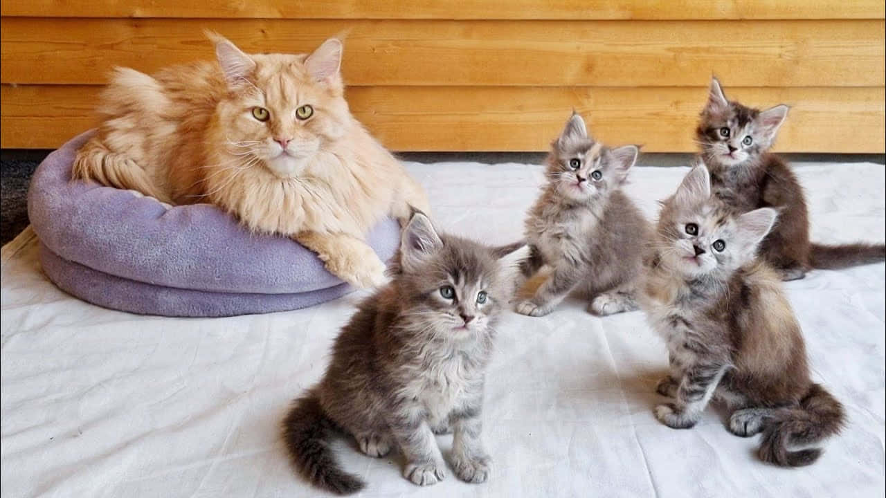 They may be small, but Maine Coon Kittens are full of love and playfulness.