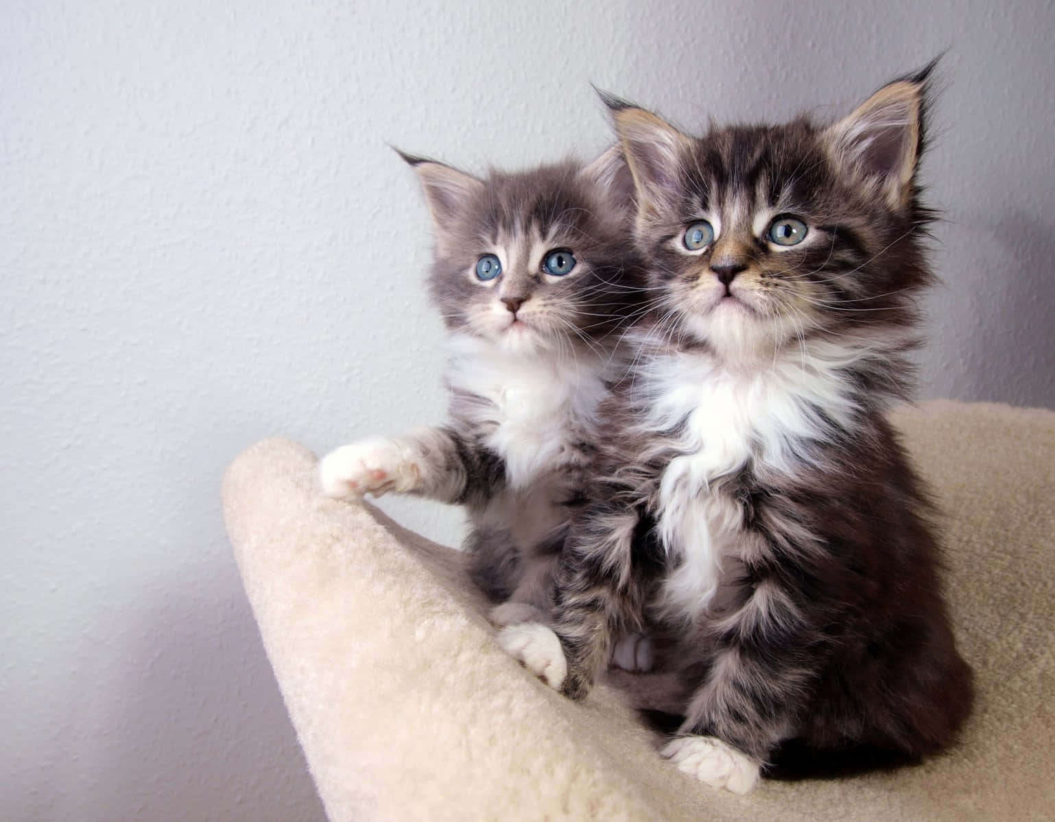 Two Kittens Sitting On A Chair