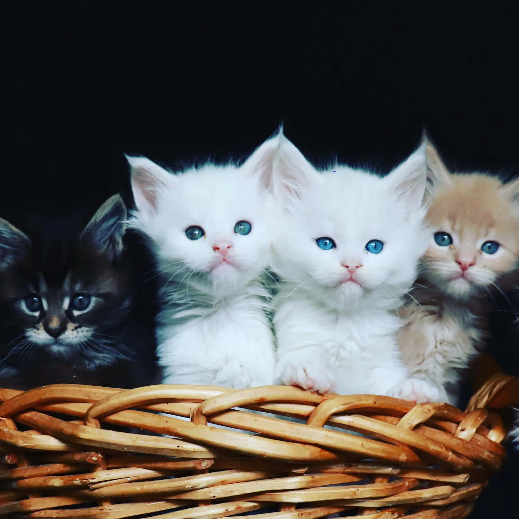 Five Kittens In A Basket With Blue Eyes