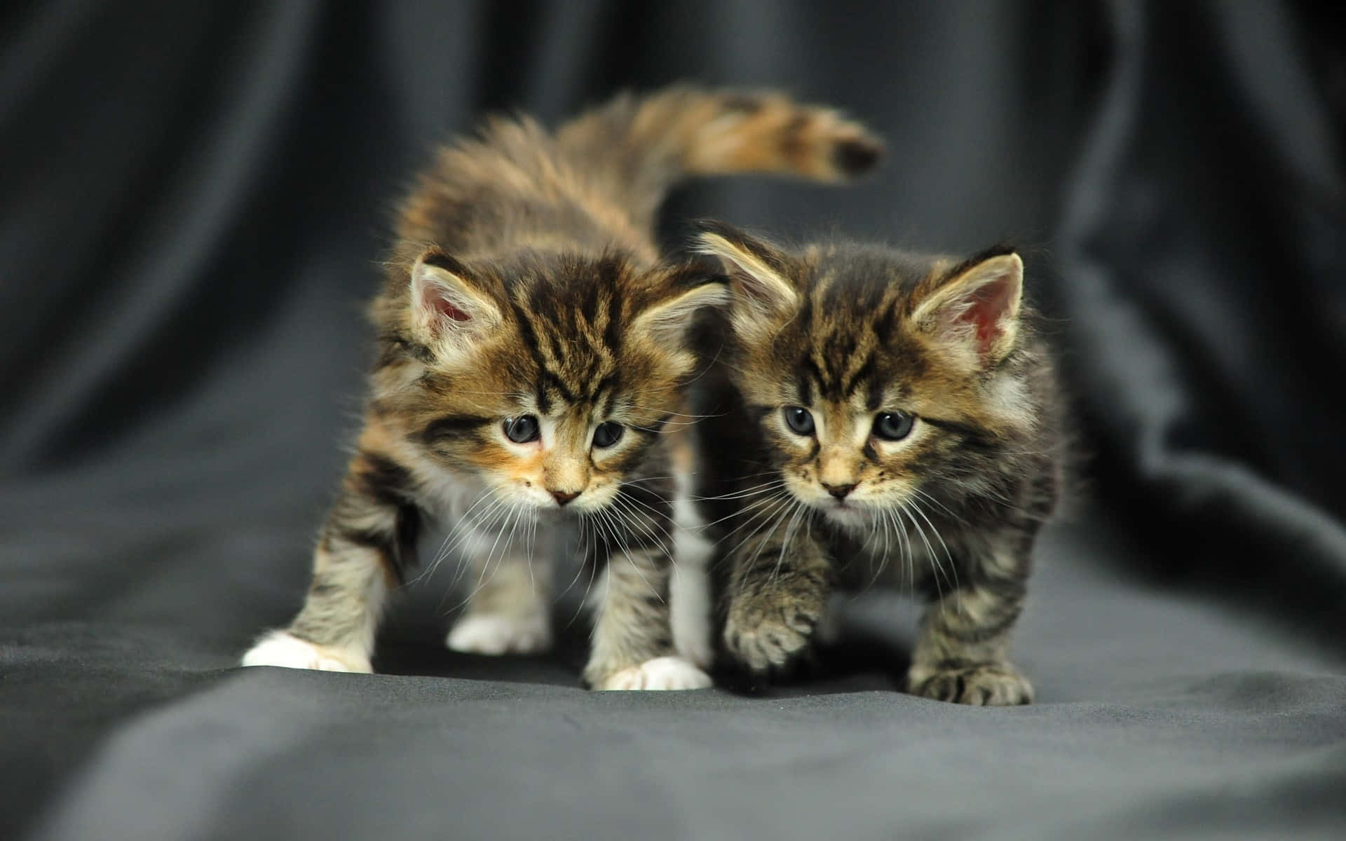 Unbearably Cute Maine Coon Kittens