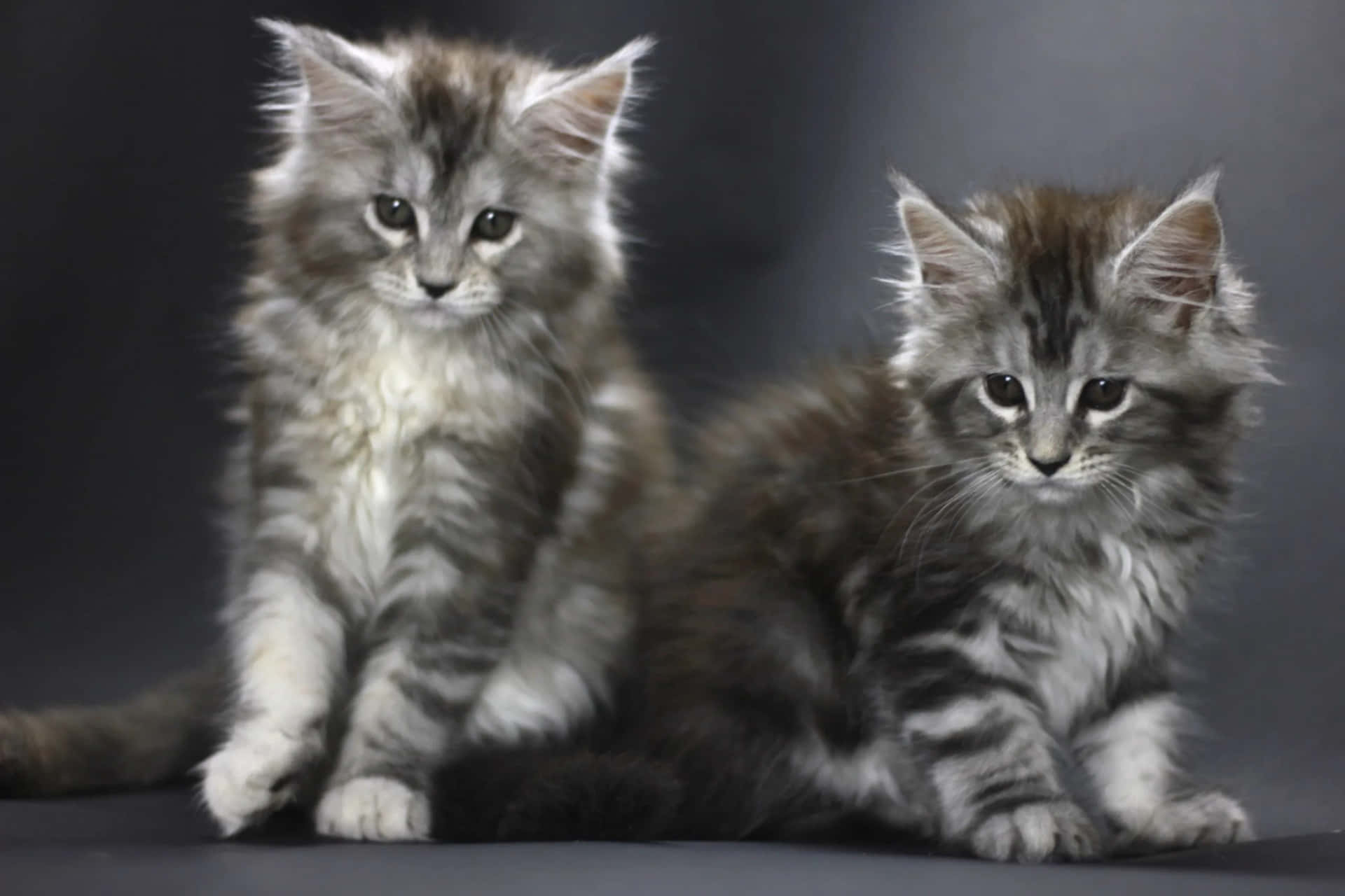 Two Grey And White Kittens Sitting On A Gray Background