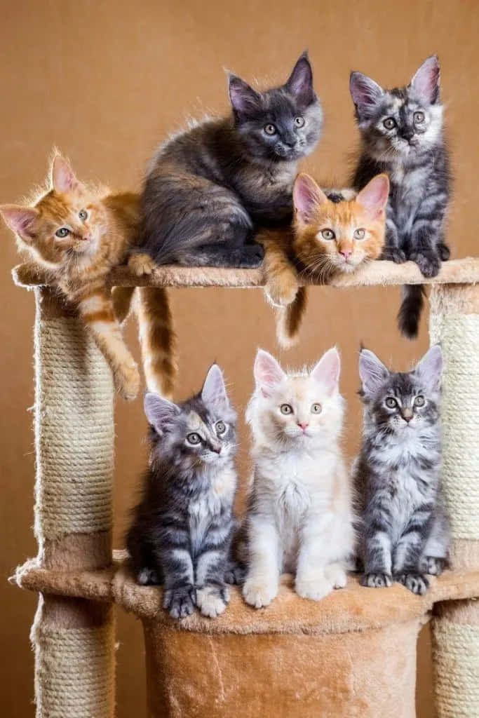 A Group Of Kittens Sitting On A Scratching Tower