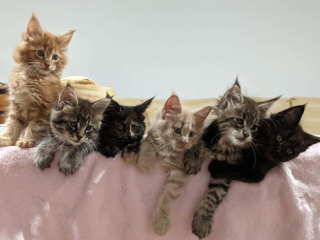 Ungrupo De Gatitos Sentados En Una Manta