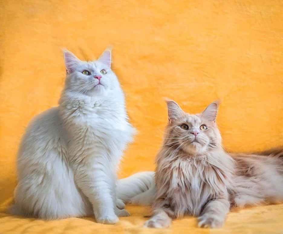 Two White Cats Sitting On A Yellow Background