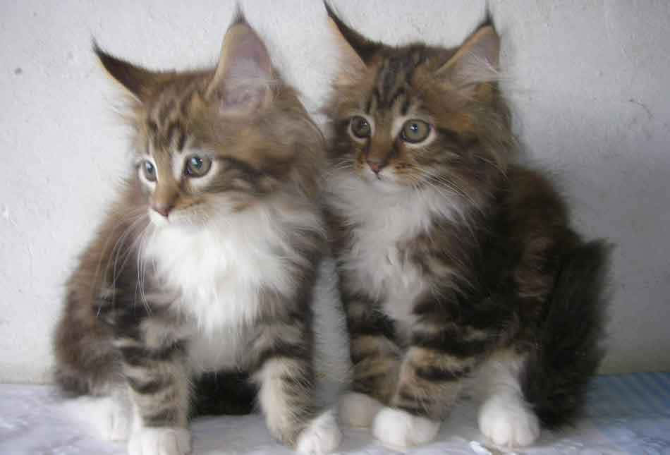 Two Brown And White Kittens Sitting On A White Surface