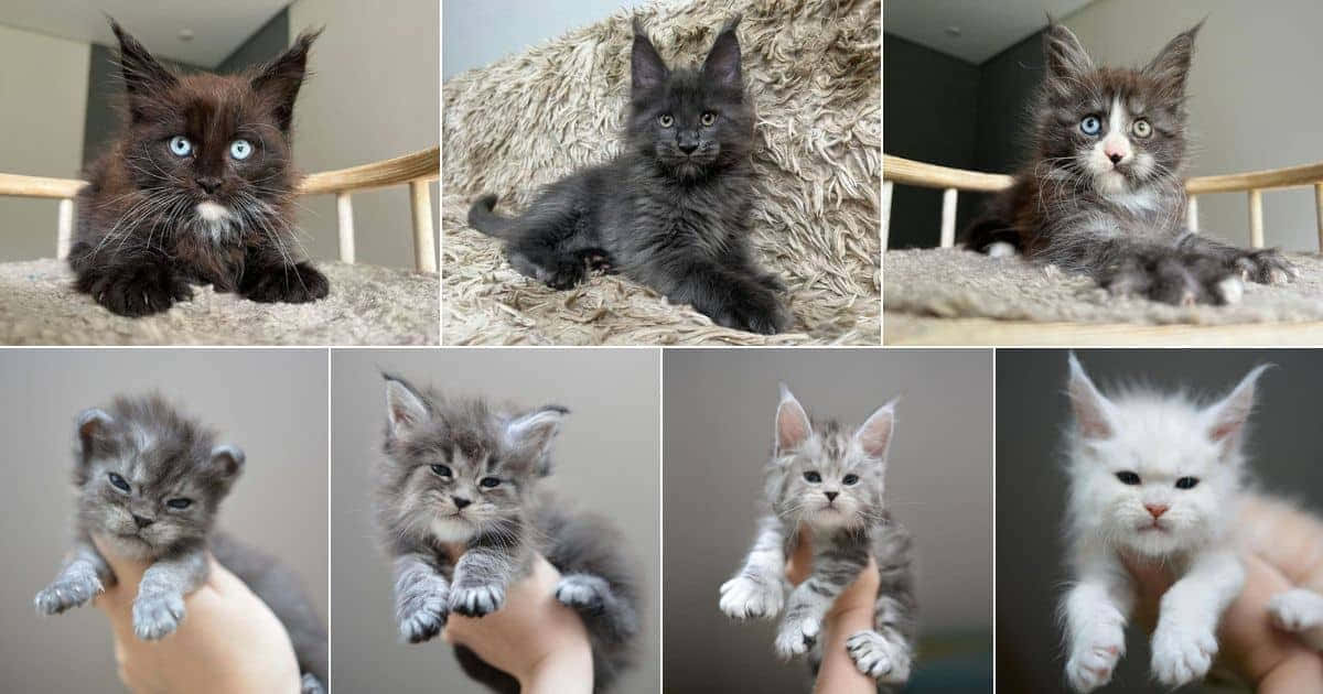 A Collage Of Pictures Of Kittens With Different Colors