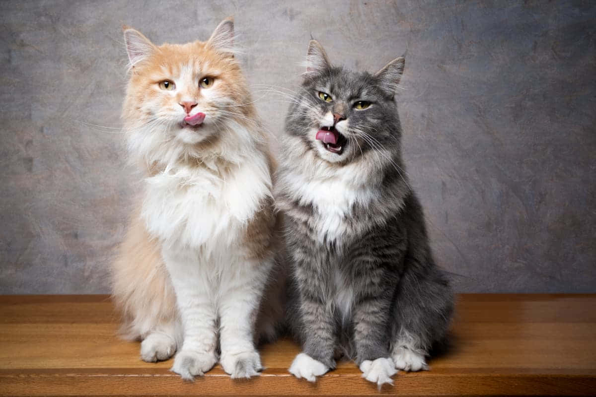 Two Cats Sitting On A Table With Their Tongues Out