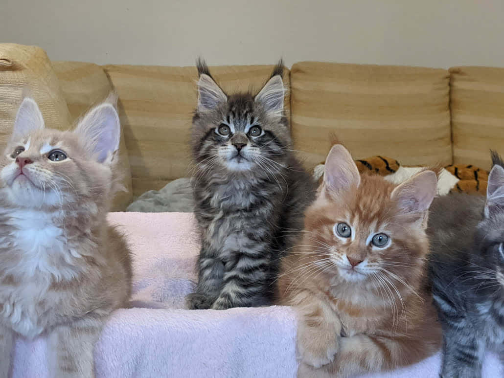 These Cute Maine Coon Kittens are Ready to Go Home