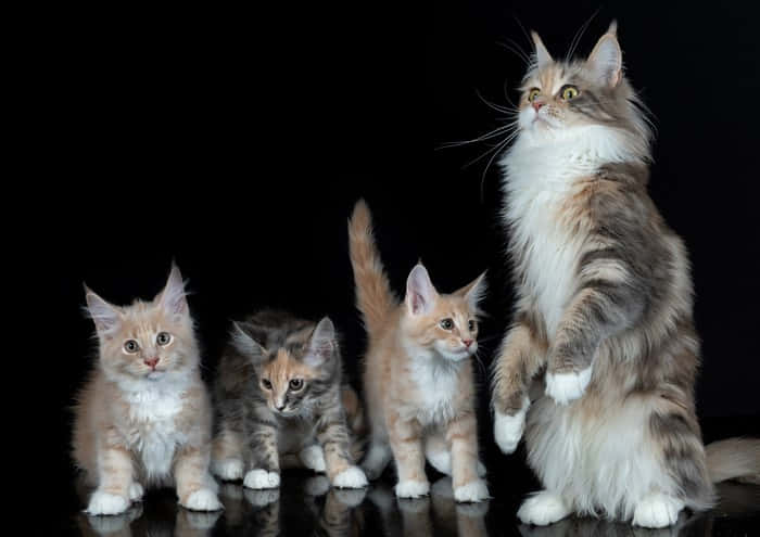 A Group Of Kittens Standing In Front Of A Black Background