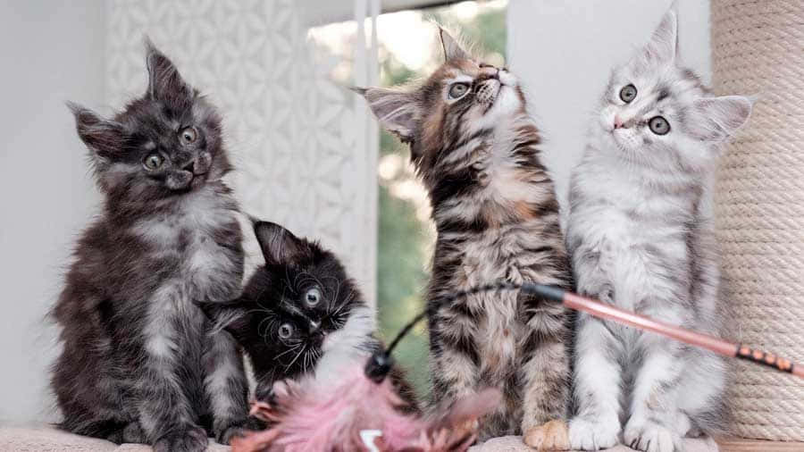Four Kittens Sitting On A Couch Looking Up