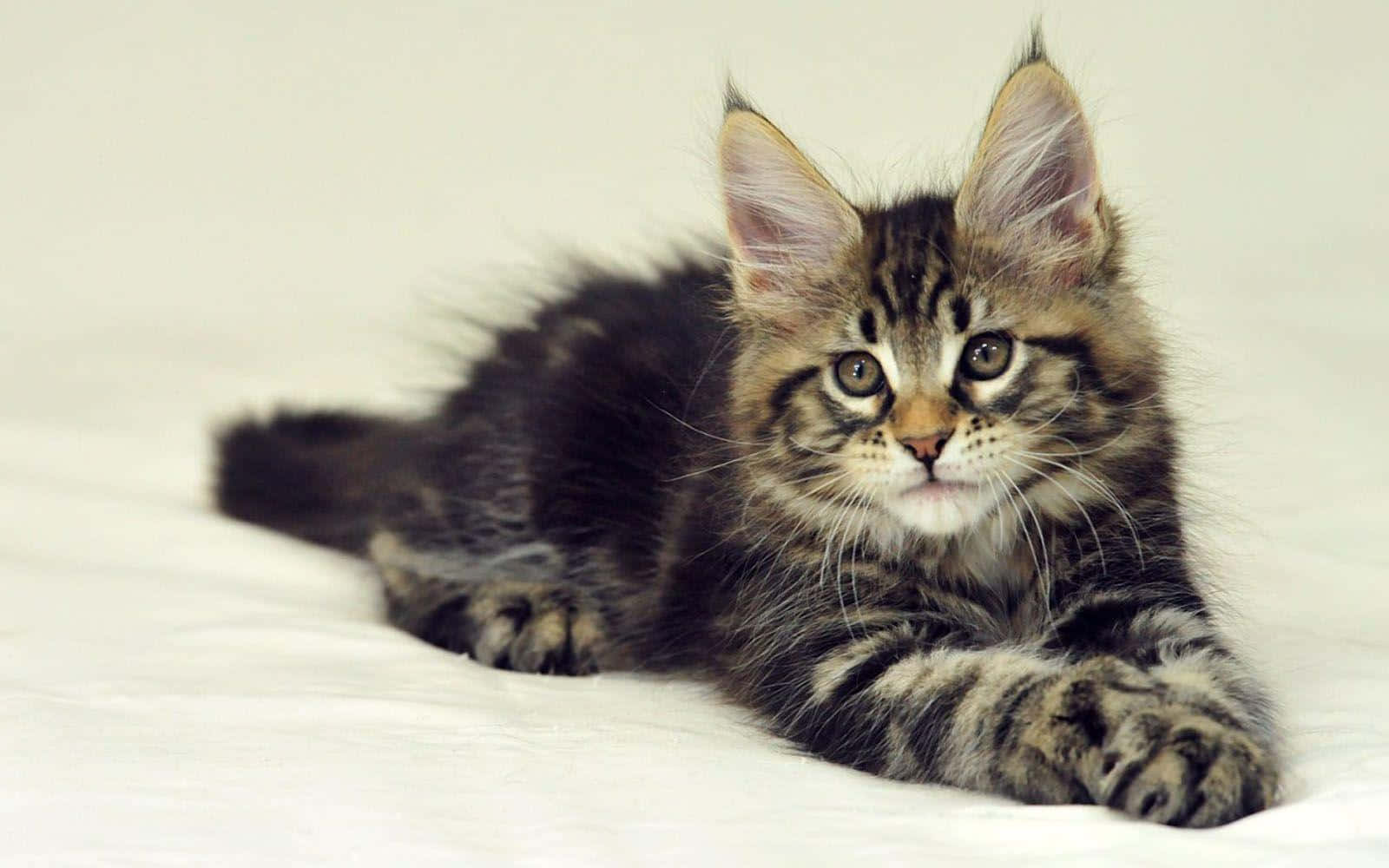 Endearing Maine Coon Kitten Picture