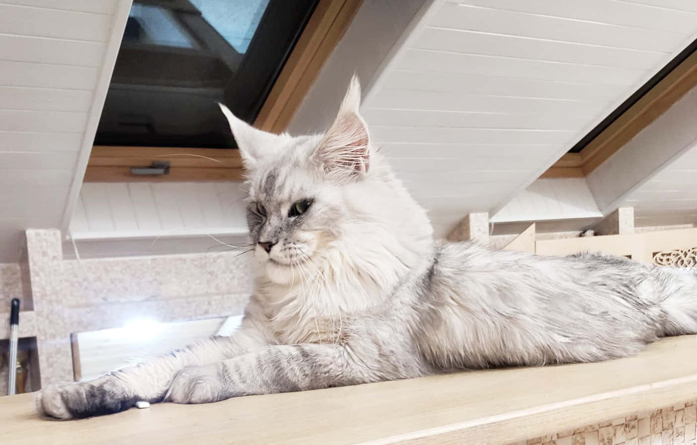 Download White Maine Coon Picture | Wallpapers.com