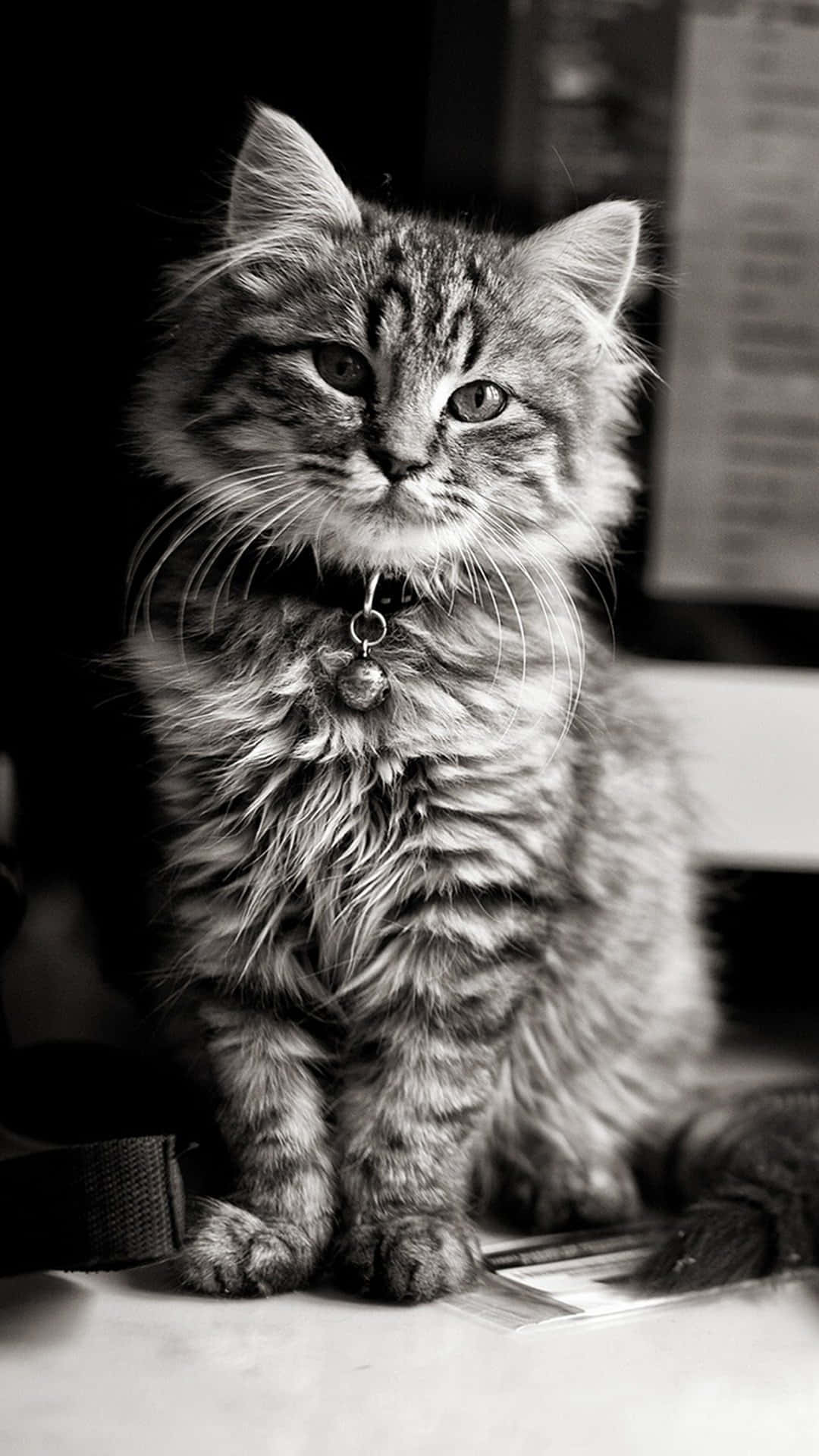 Maine Coon Monochrome Picture