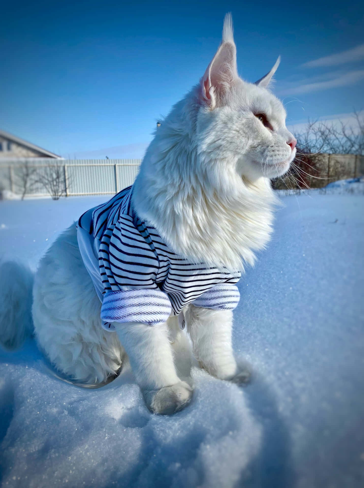 Dressed Maine Coon Picture