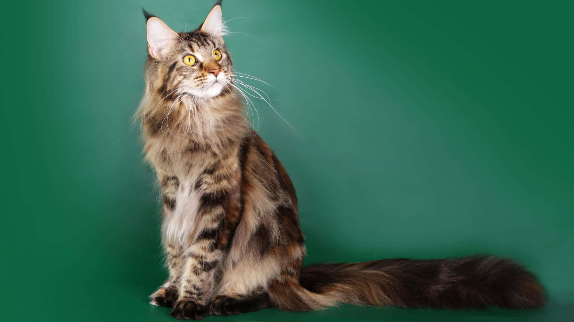 Maine Coon On Gradient Green Picture