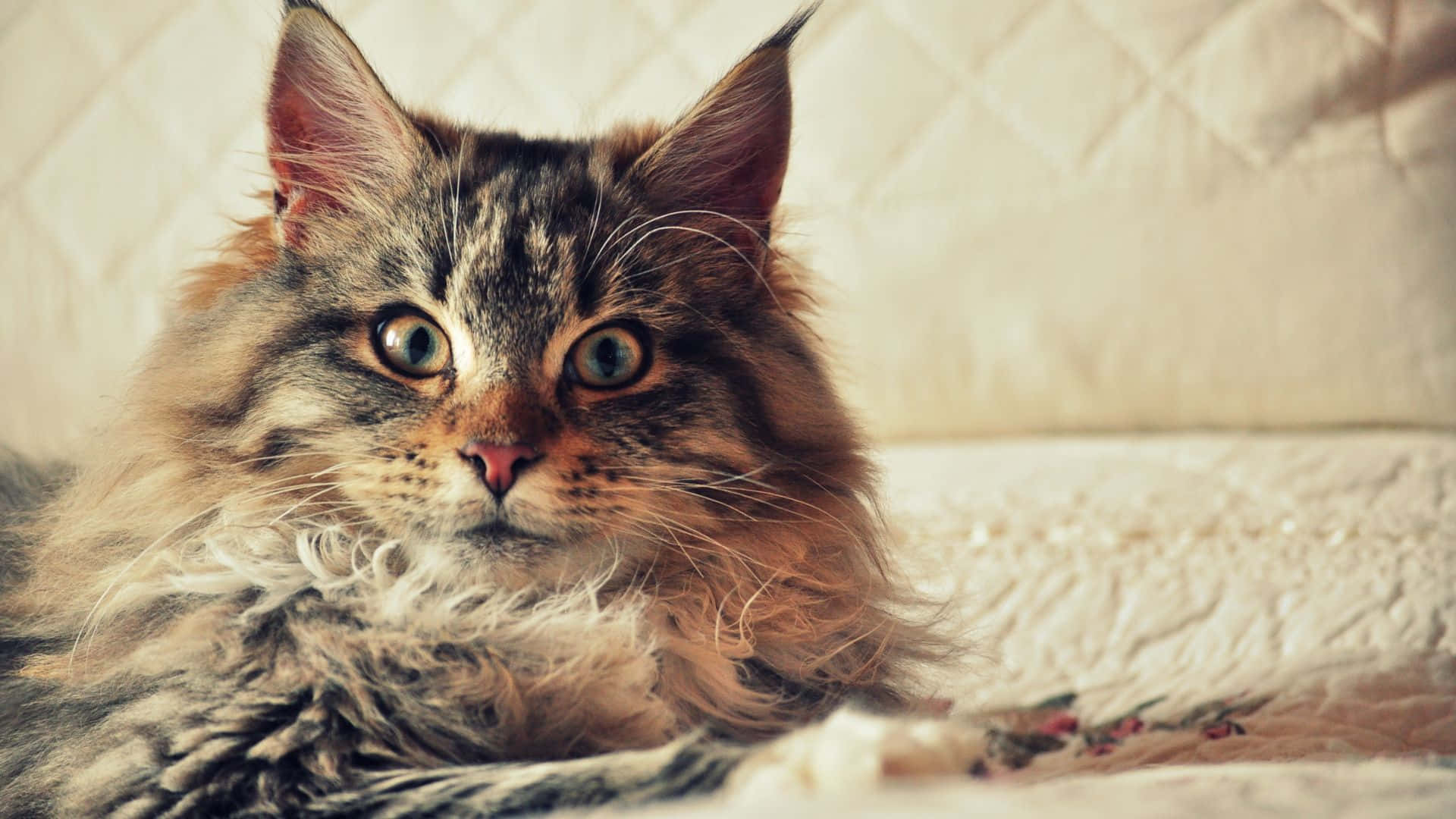 Glaring Maine Coon Picture