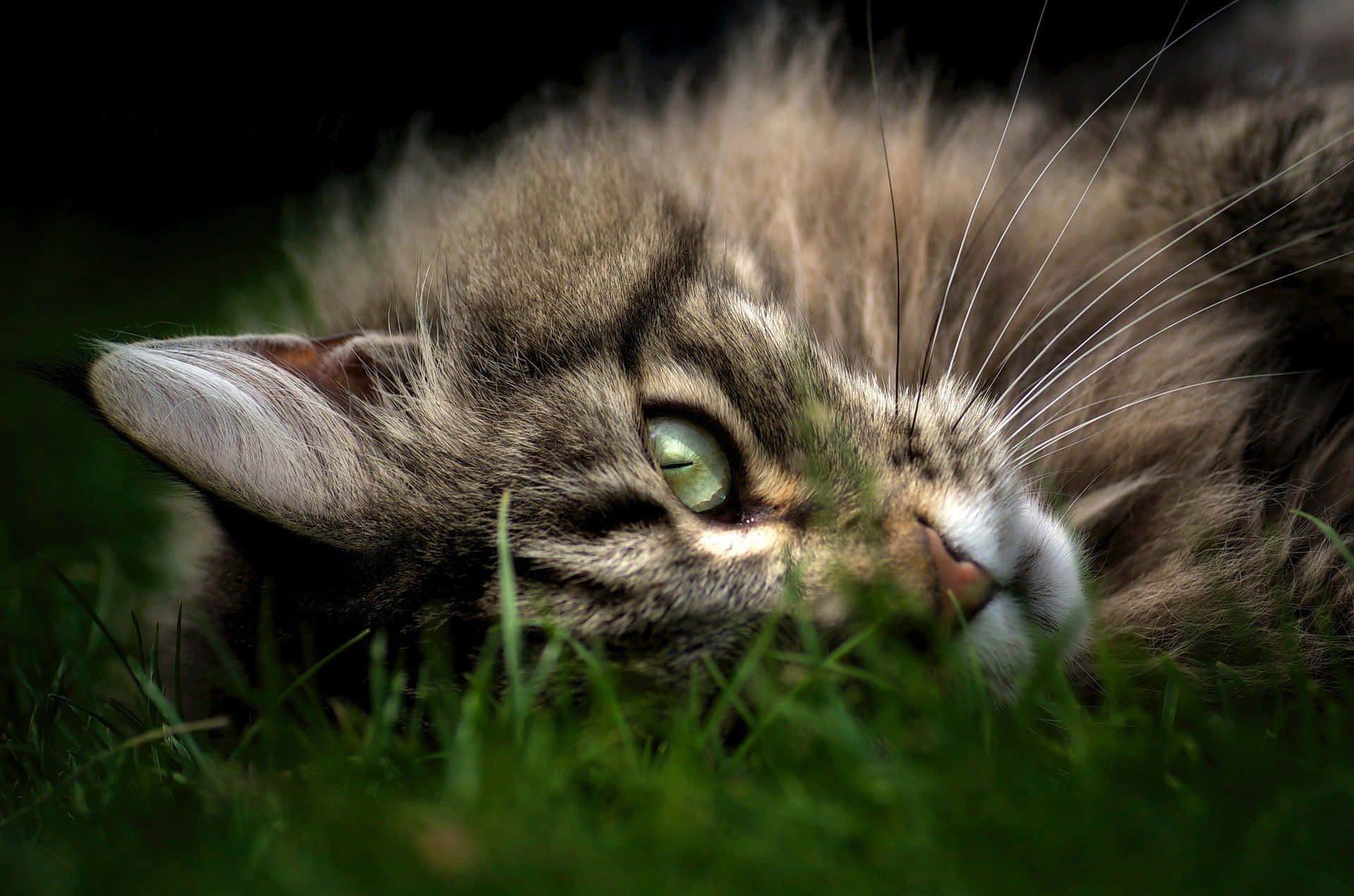 Maine Coon Lying On The Grass Picture