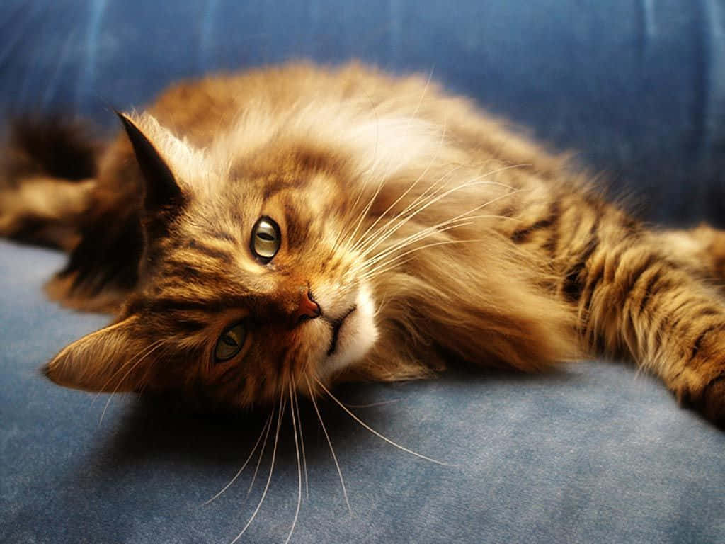 Maine Coon Lying On Bed Picture