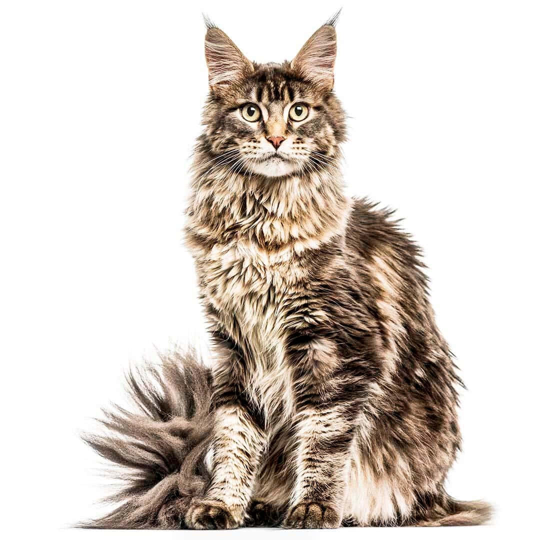 Majestic Maine Coon lounging in serene surroundings