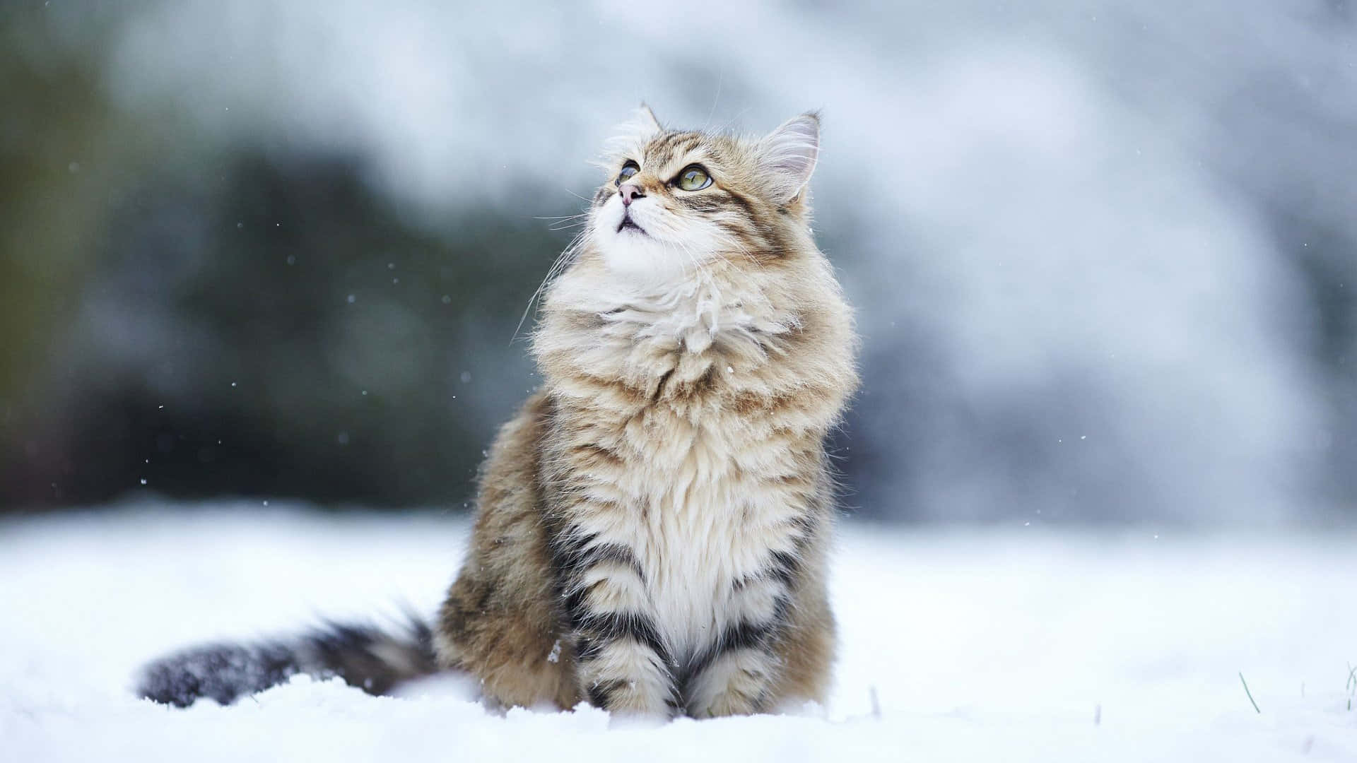 Maine Coon On Snowy Ground Picture