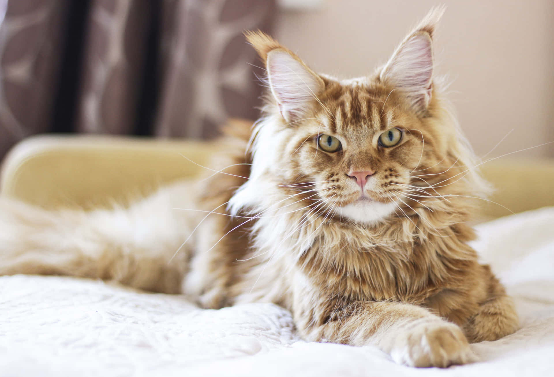 Brown Maine Coon Picture