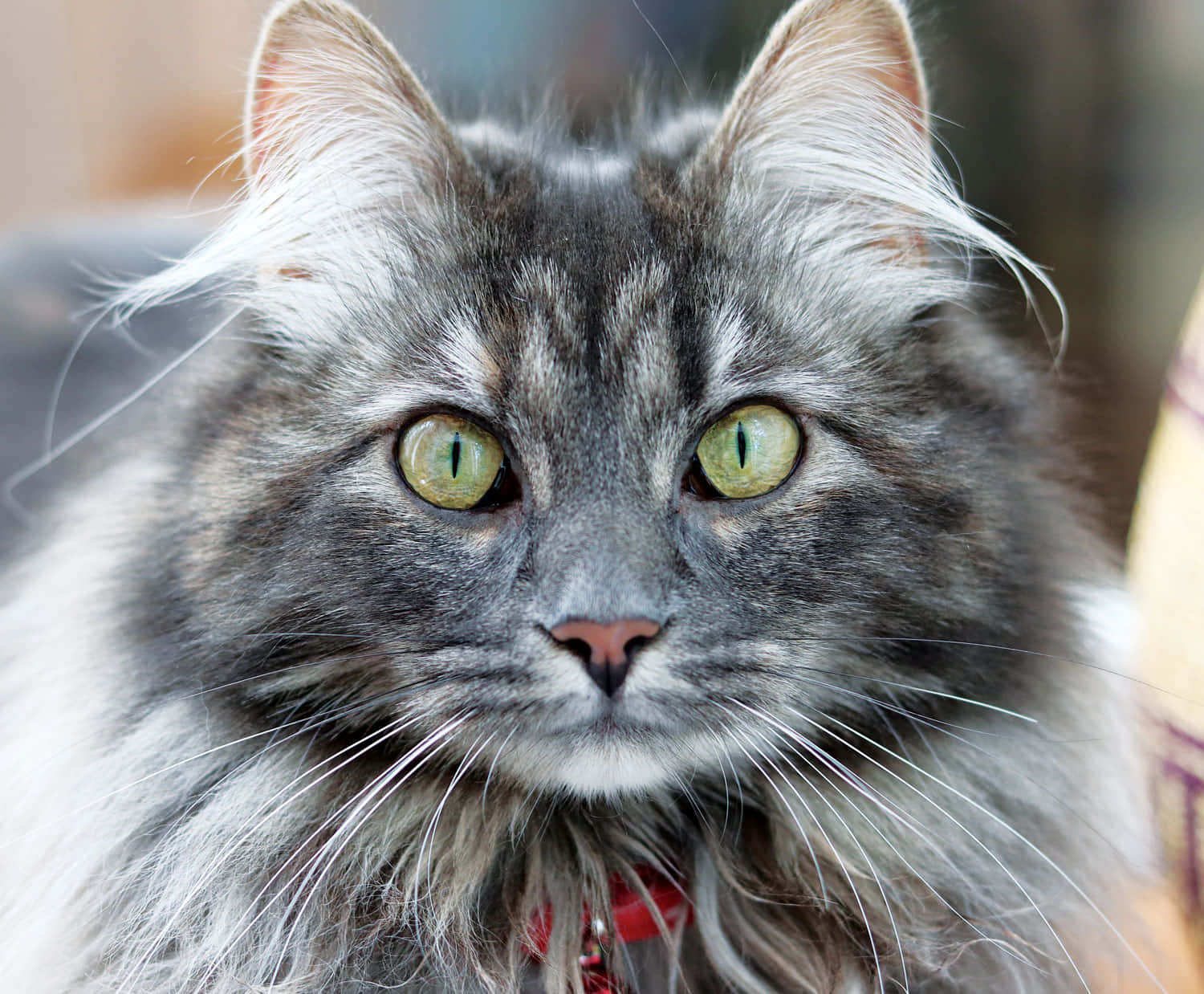 Maine Coon Face Picture