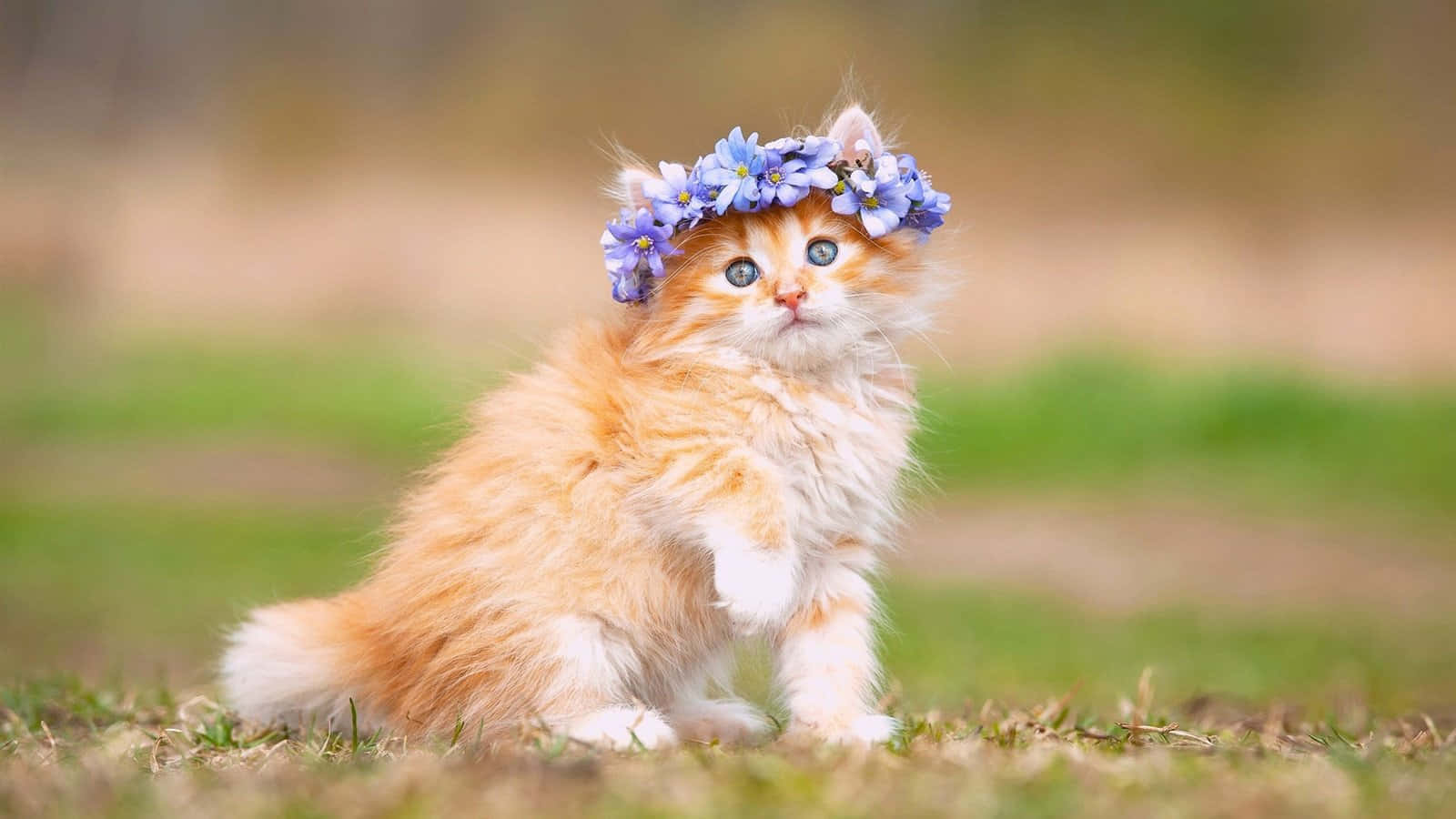 Bildeiner Maine Coon Kätzchen Mit Blumen-haarband
