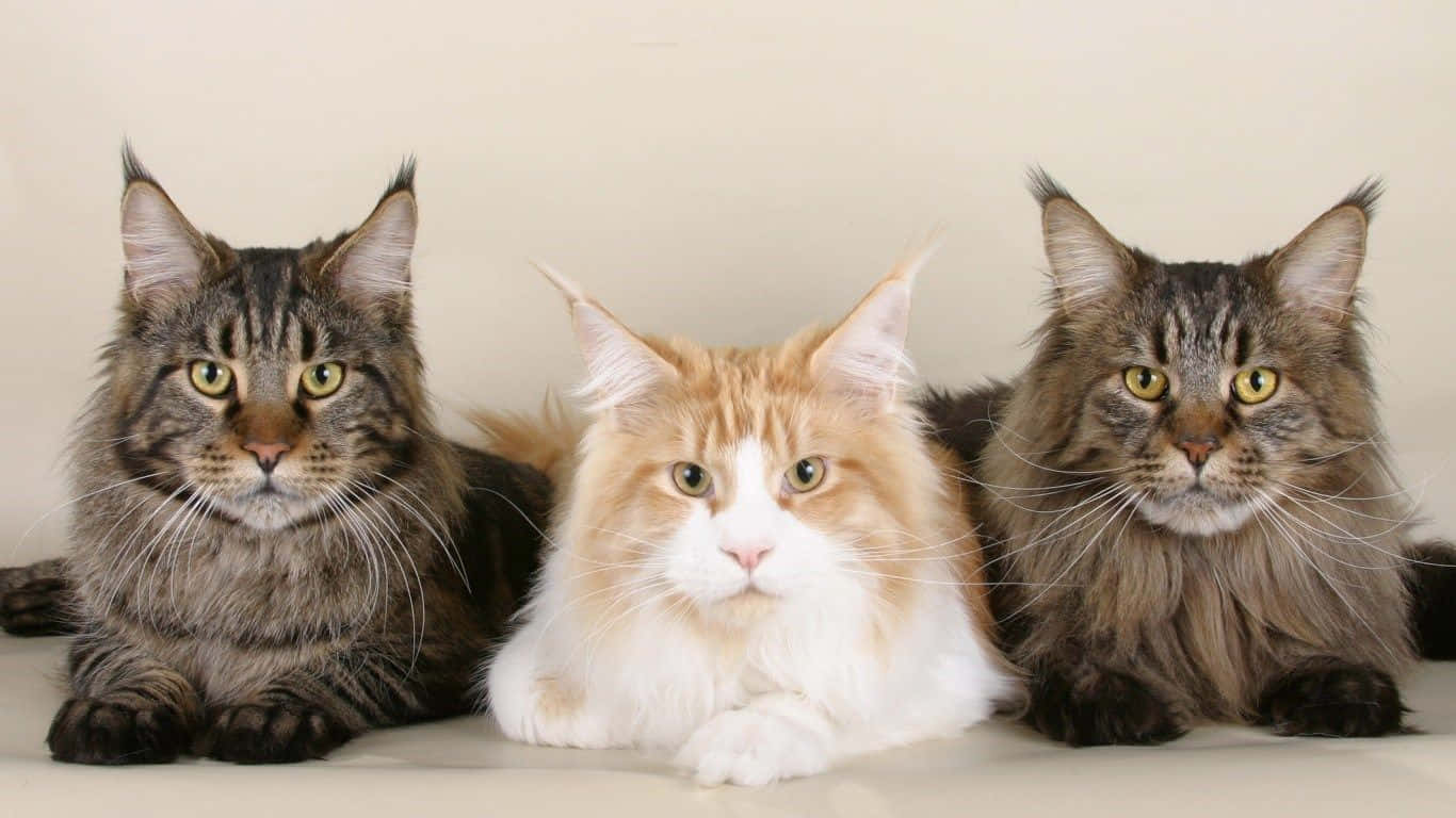 Tre Maine Coon Katten Billede Glamourøs Blå Tapet