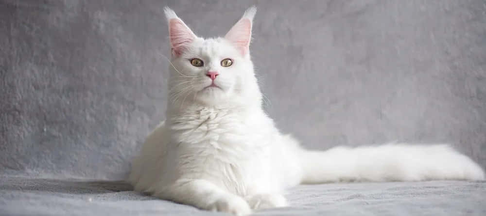 Pure White Maine Coon Picture