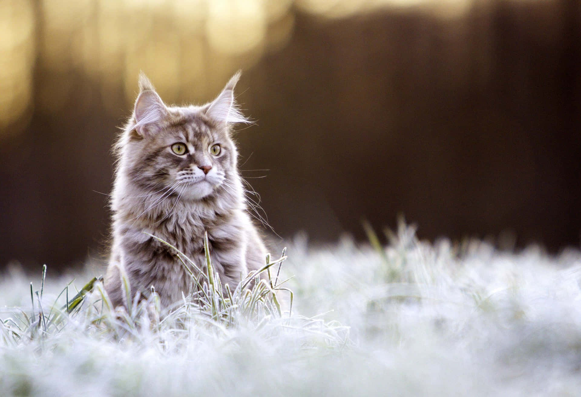 Maine Coon During Winter Picture