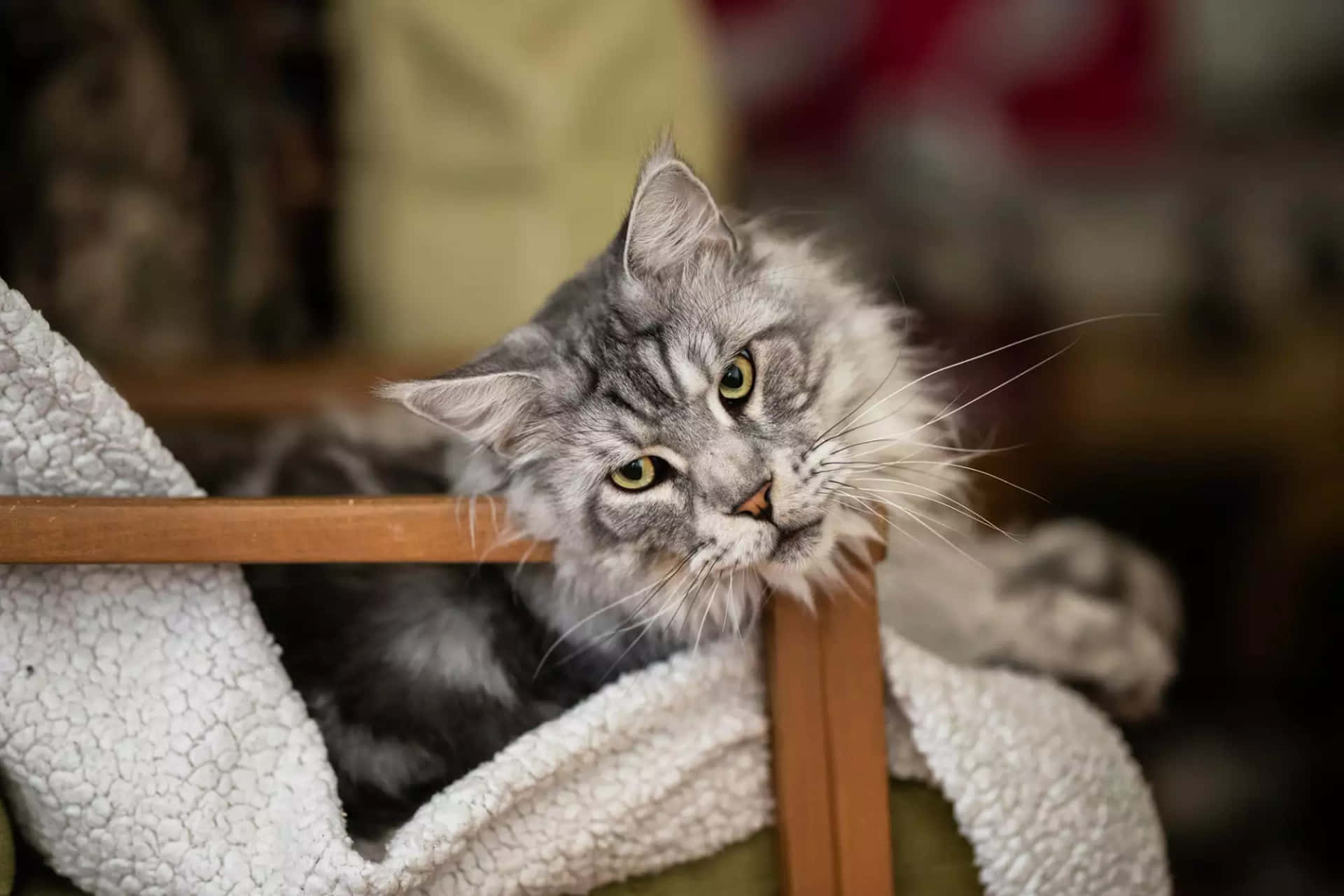 Maine Coon On The Couch Picture