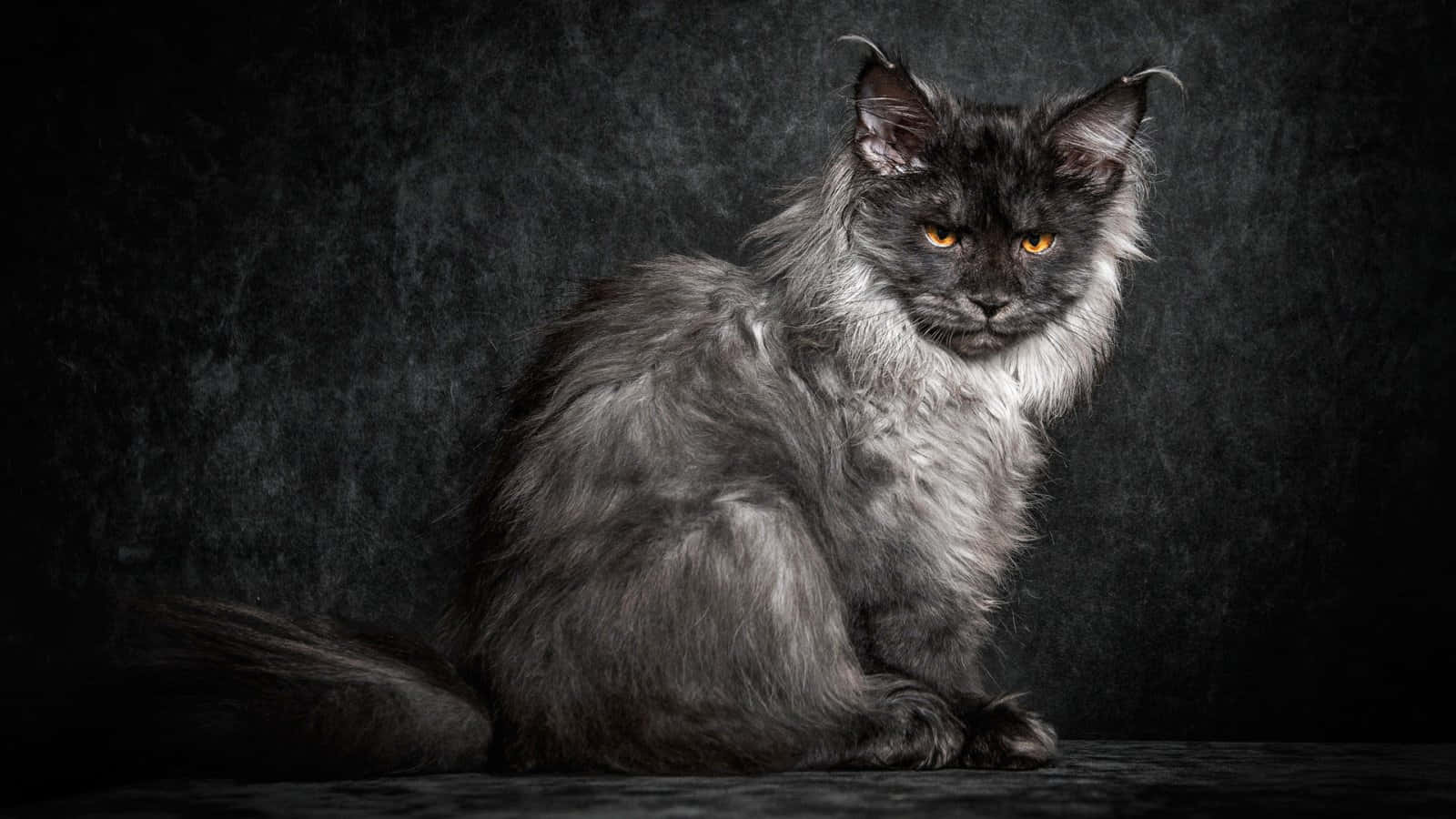 Maine Coon Soaked From The Rain Picture
