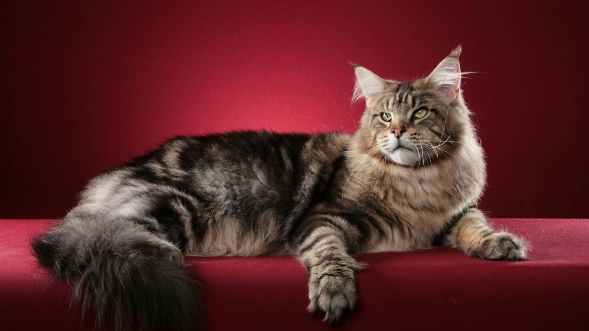 Chunky Maine Coon Picture