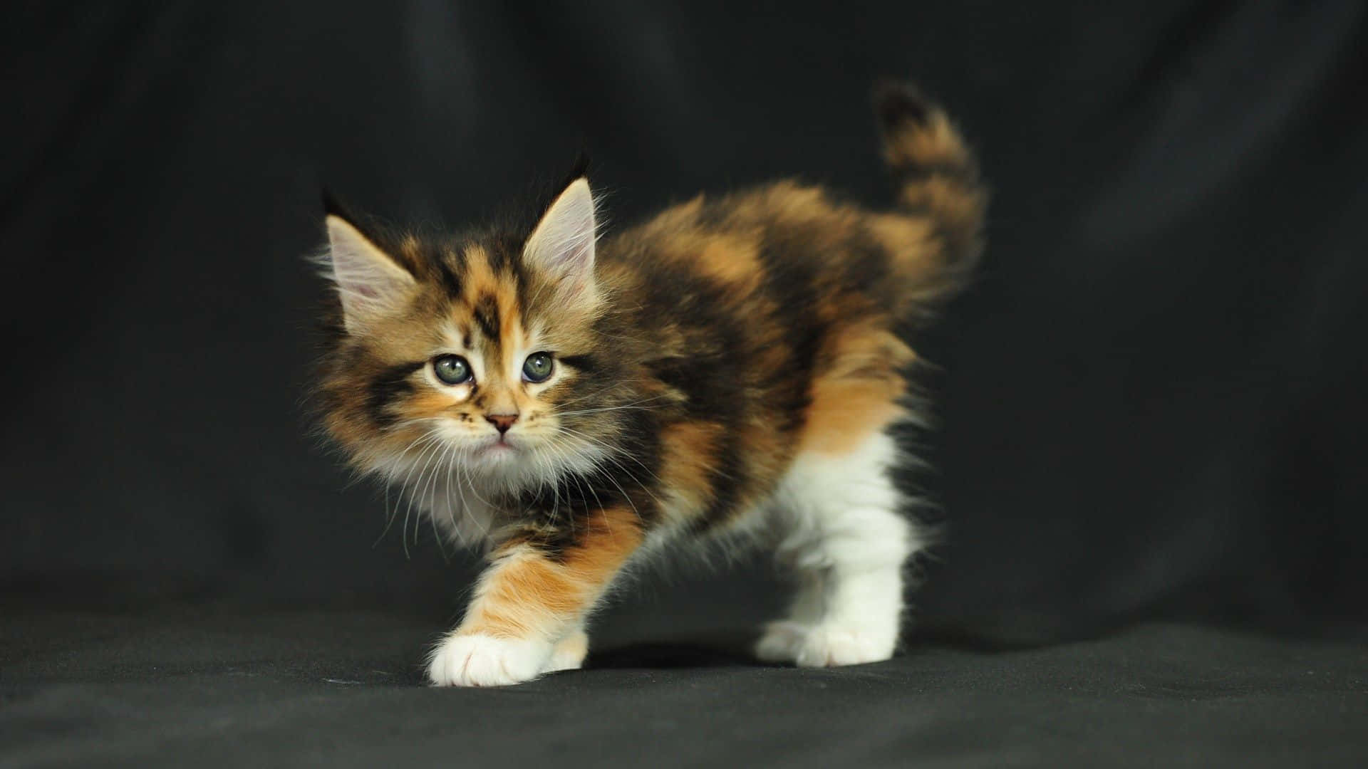 A Beautiful Maine Coon Cat