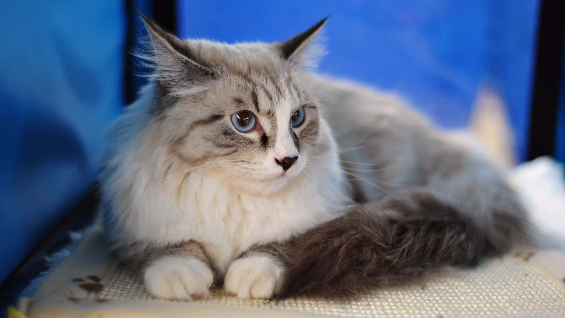 Grey Tailed Maine Coon Picture