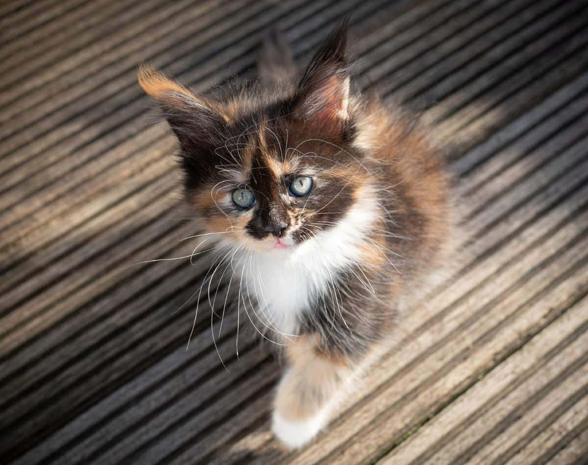 Tricolormaine Coon Kitten Bild