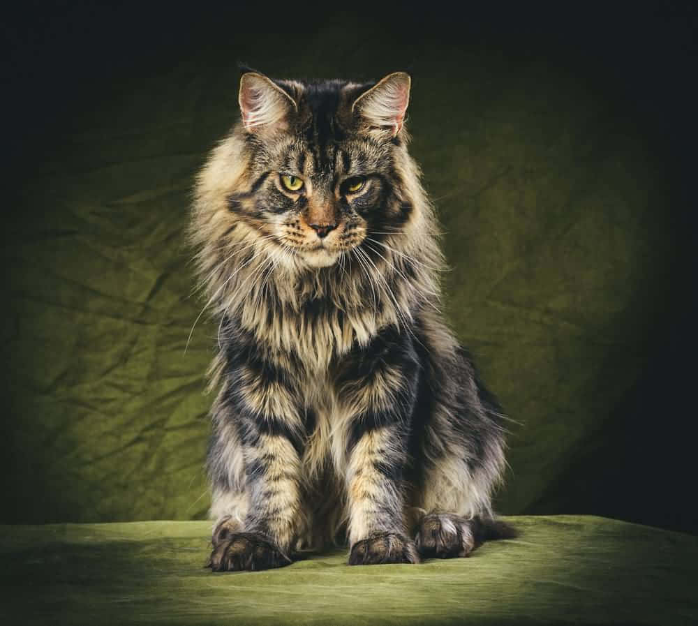 Angry Maine Coon Picture