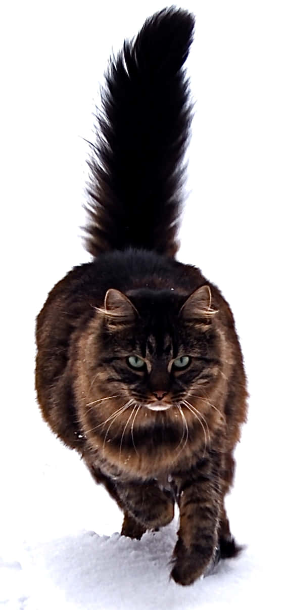 Thick-Tailed Maine Coon Picture