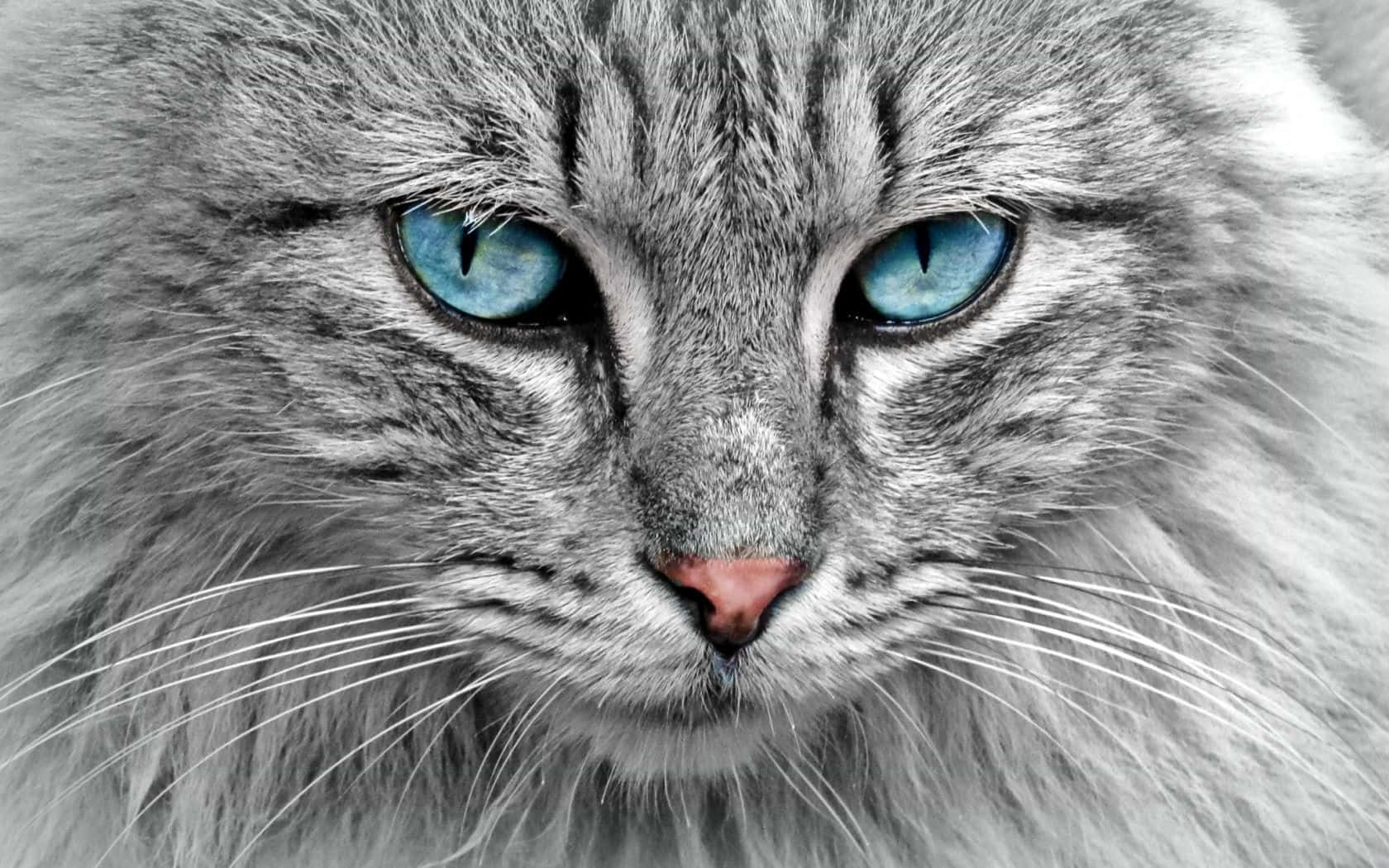 Imágenesde Gatos Maine Coon De Ojos Azules Claros
