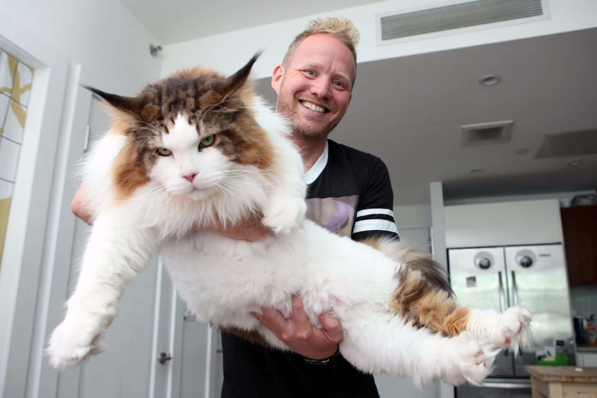 Man Carrying Huge Maine Coon Picture