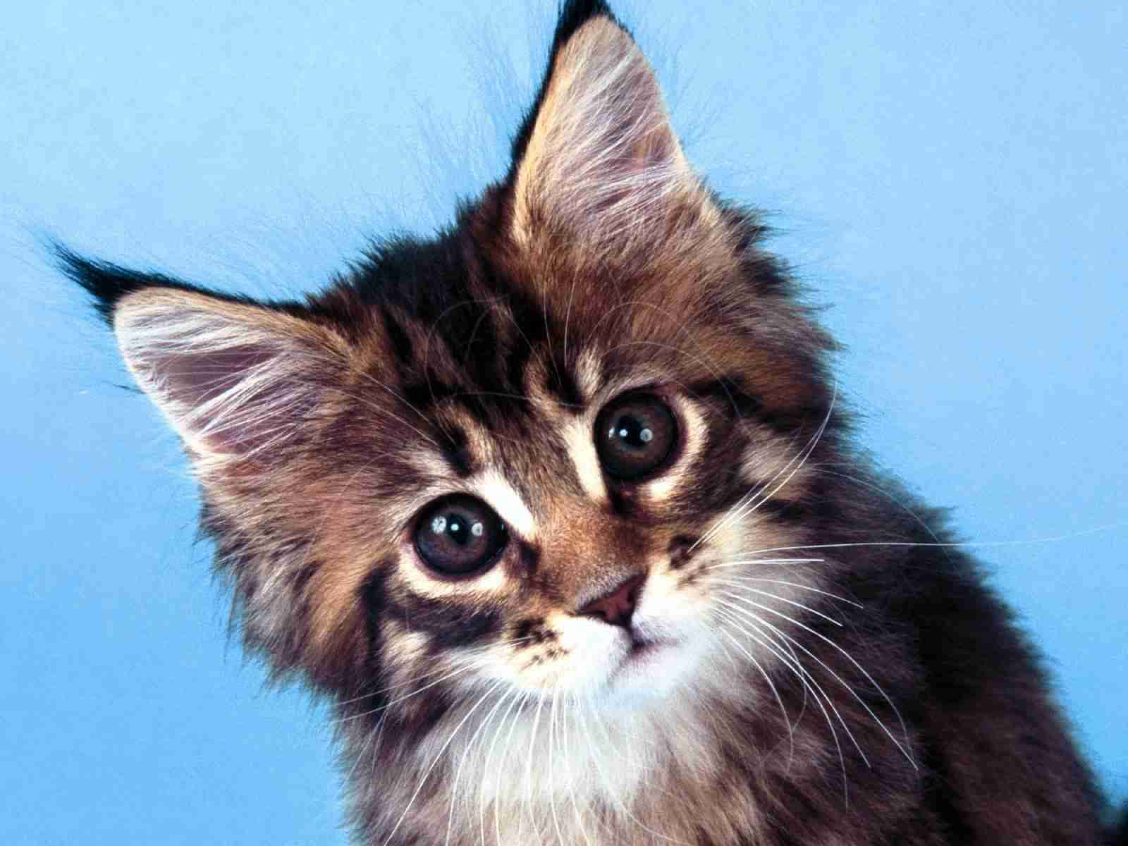 Tapet: Maine Coon Kitten med mørke øjne billede tapet.
