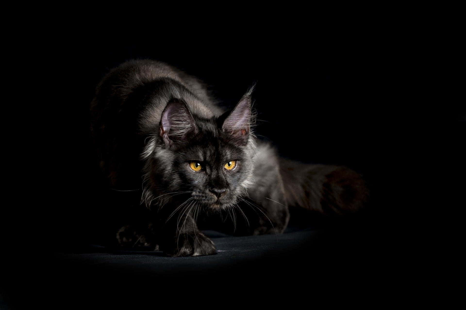 Gatomaine Coon Preto Em Uma Imagem Escura.