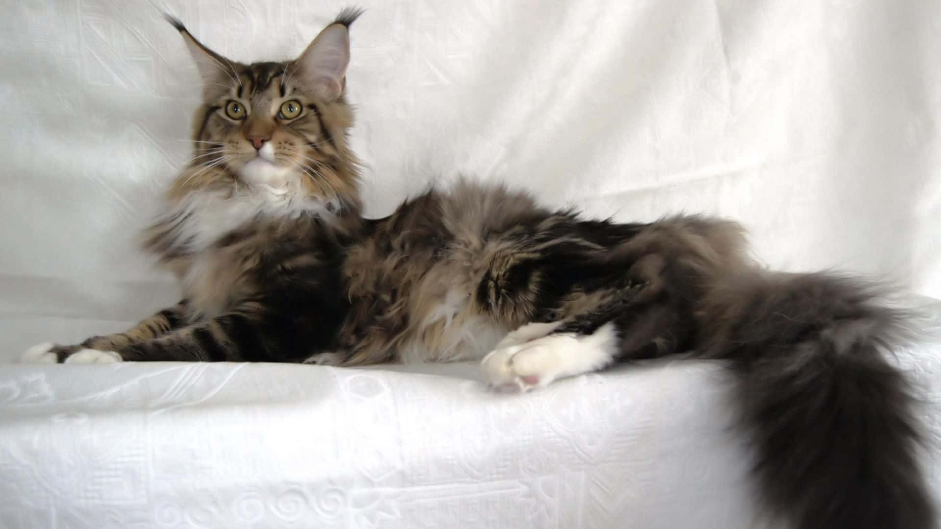 A Long Haired Cat Laying On A White Bed
