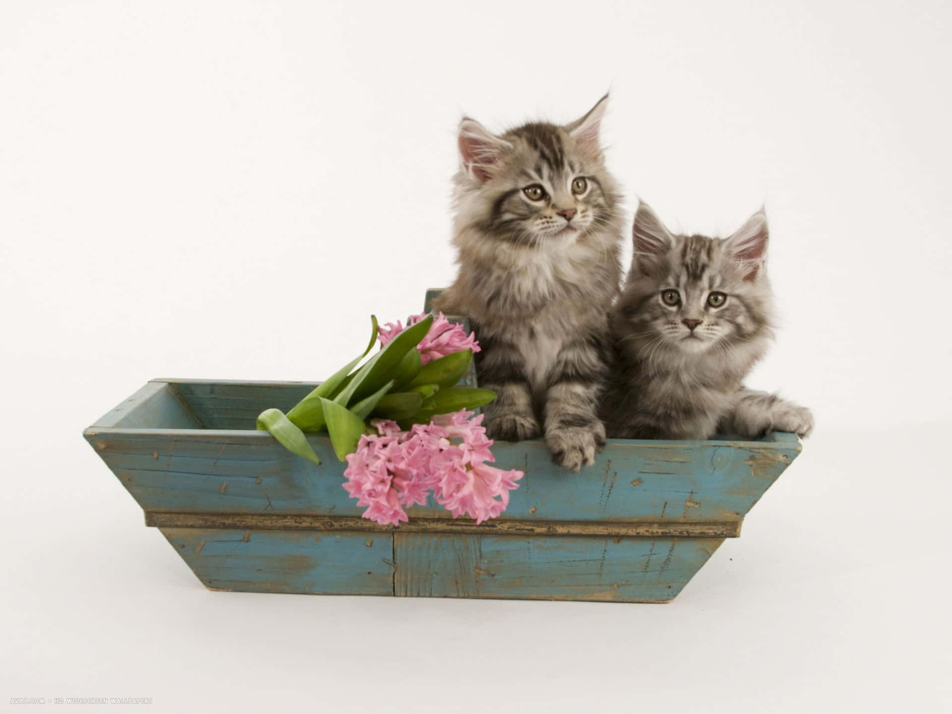 Bildvon Maine Coon Kätzchen Auf Einem Boot