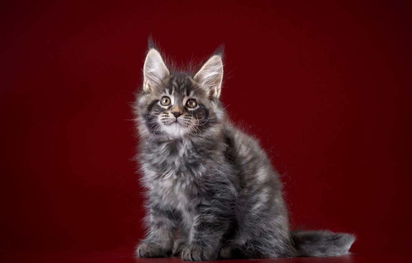 Grey Maine Coon On Maroon Picture
