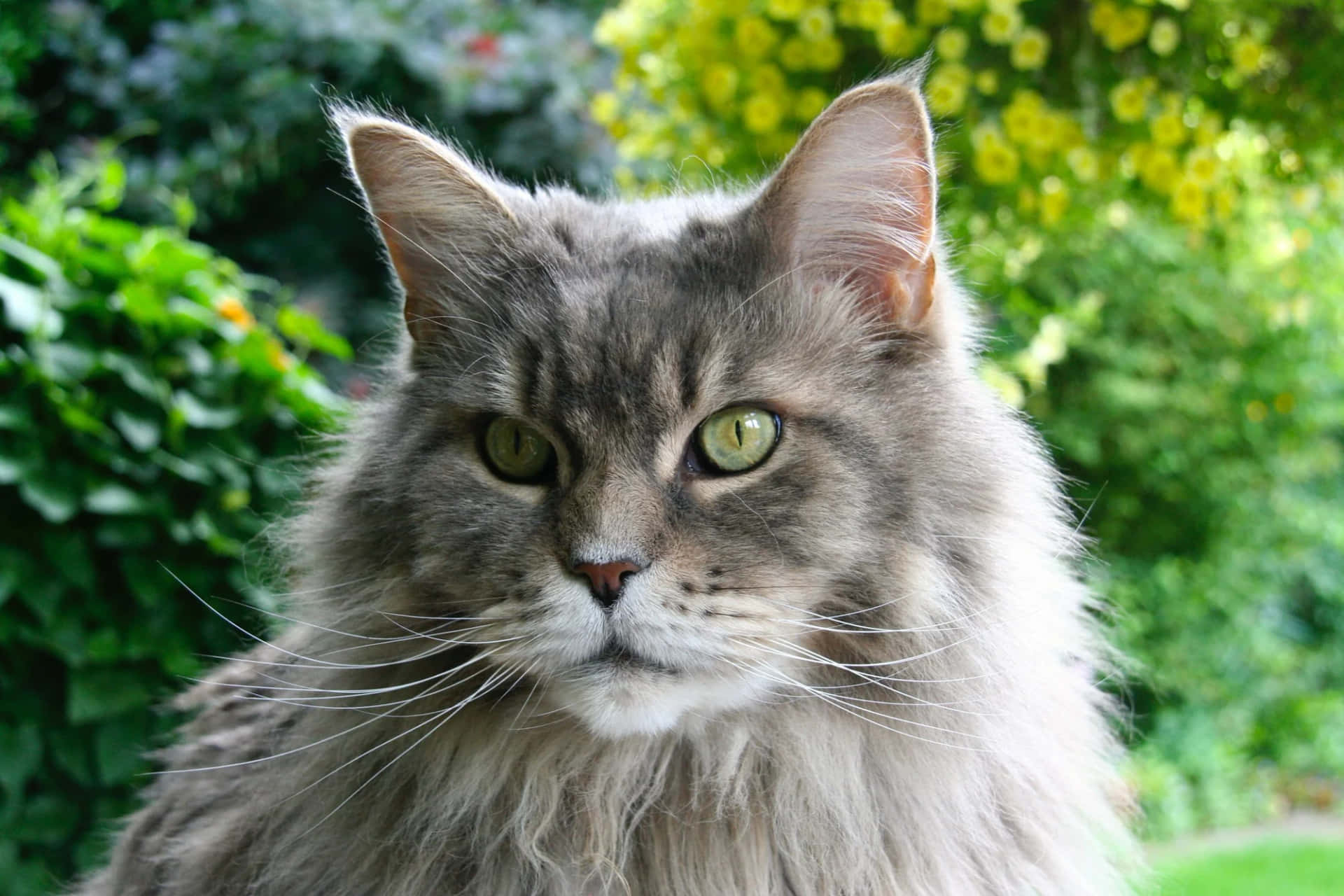 A Majestic Maine Coon Cat Lounging