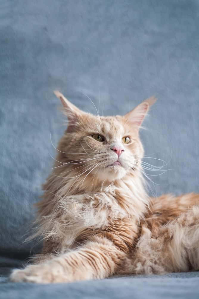Light Brown Maine Coon Cat Picture