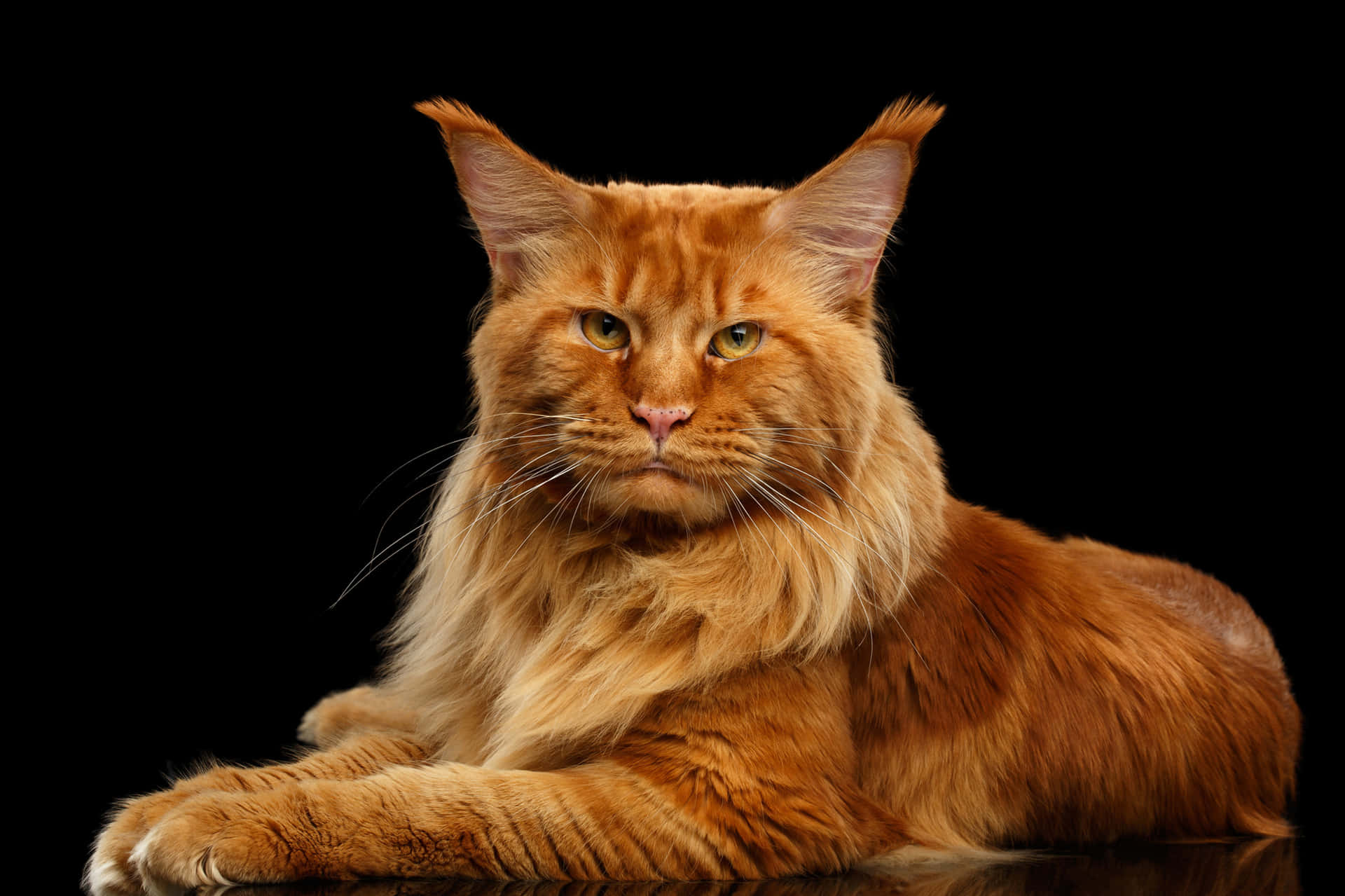 Maine Coon Pictures