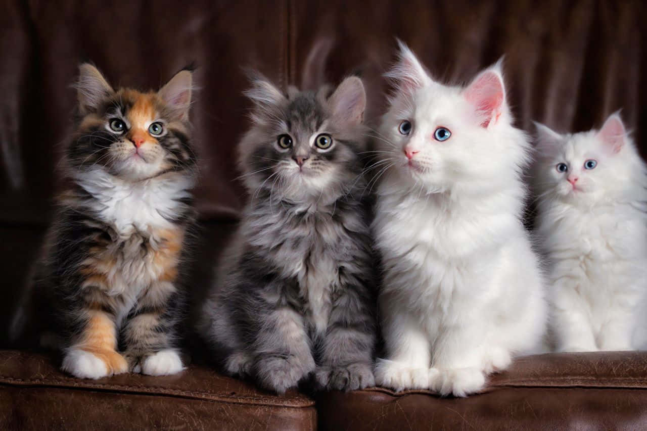 Fire katte siddende på en brun læder sofa